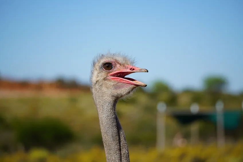 Animal health, reproduction and survival in the age of humans